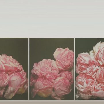 Rosenbilder in Öl, prunkblume- die Sprache der Rosen